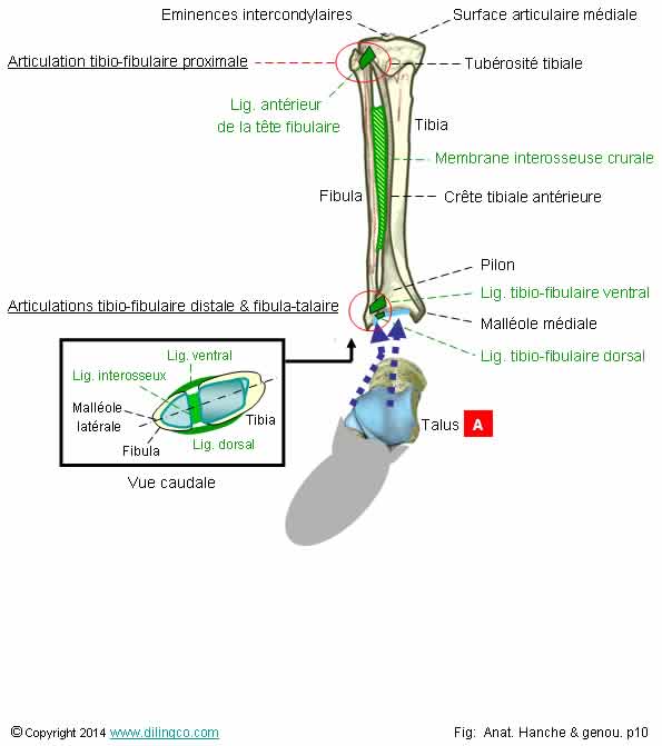 articulation tibio-fibulaire   