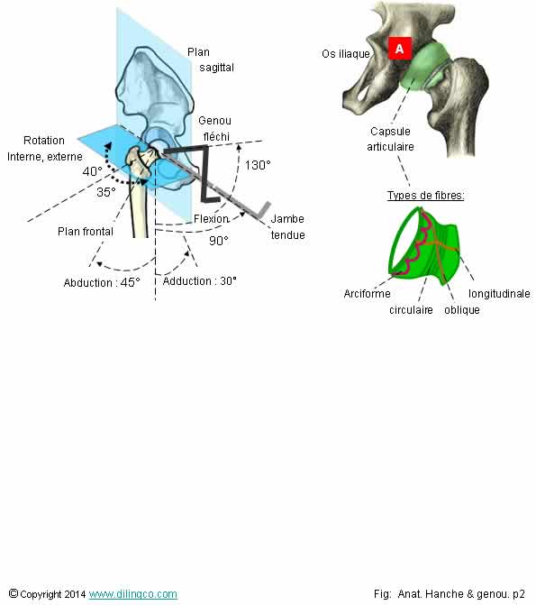 Articulation de la hanche  