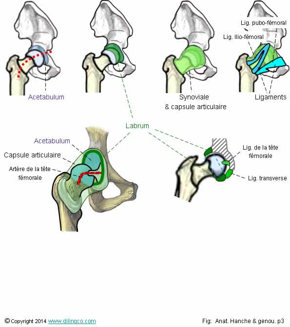 Capsule ligament hanche   