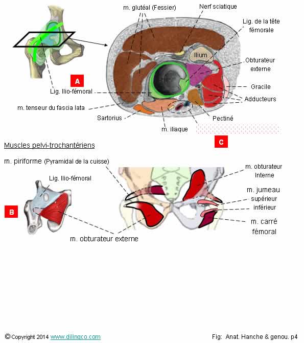  Coupe hanche muscle pelvi-trochantrien  
