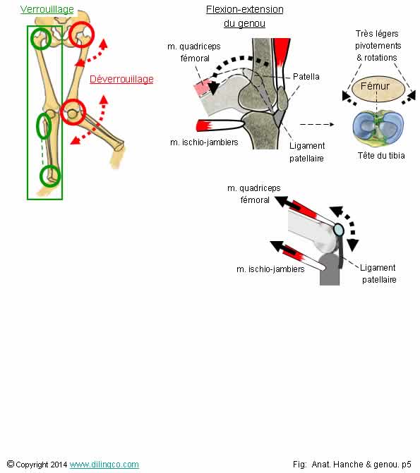  flexion extension genou  