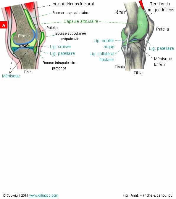  articulation genou capsule bourse 