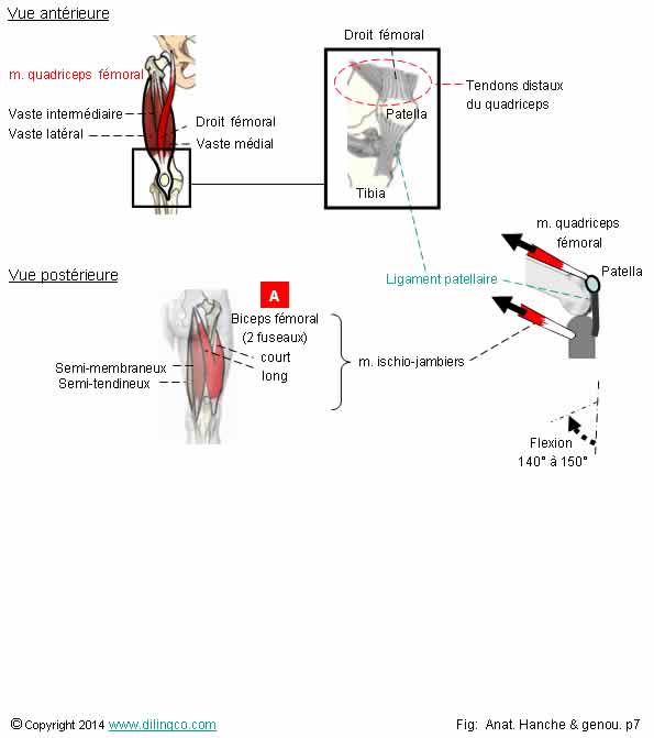 Action musculaire genou  