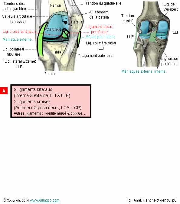  ligaments tendons genou  