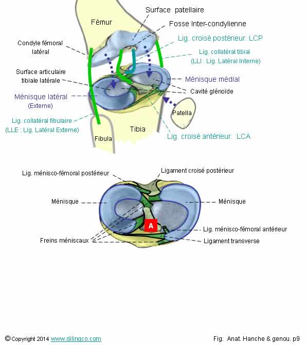  mnisques ligaments  croiss