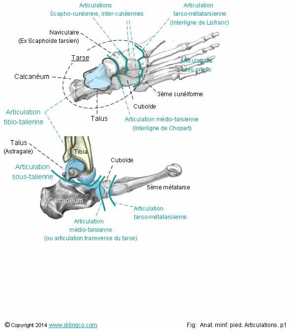  Articulation du pied