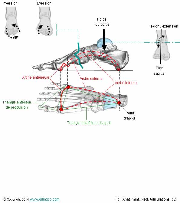 Arches et plans du pied  