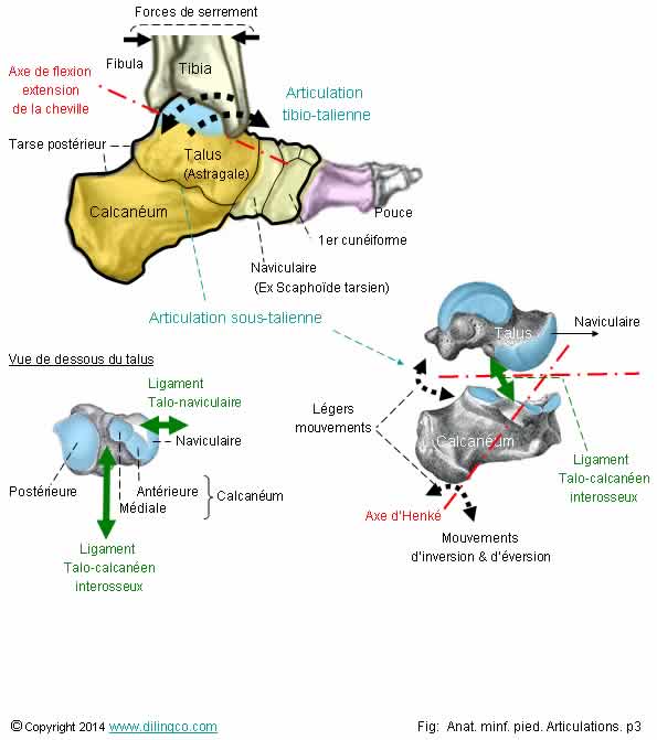 Articulation du tarse postrieur   