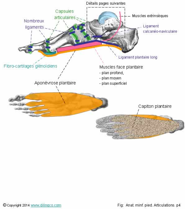 Pied capsule ligament aponvrose   