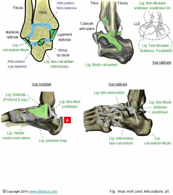 Ligaments cheville LLE   