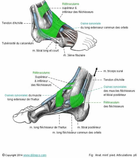  Pied tendons gaines rtinaculums  