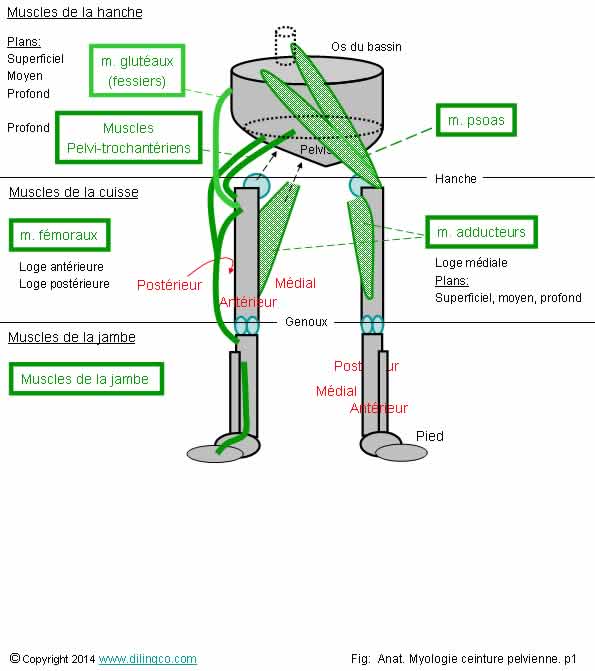  Muscles ceinture pelvienne rgions  