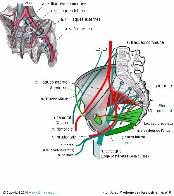 Vaisseaux sanguins nerfs pelviens  