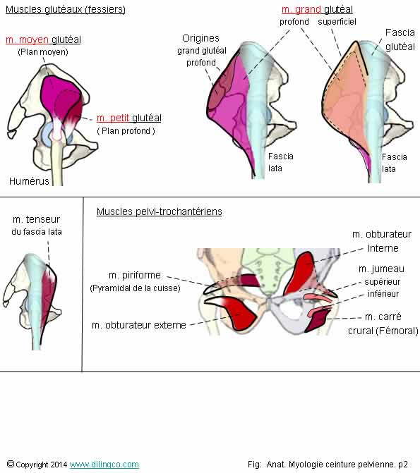  Muscles de la hanche glutal fascia  