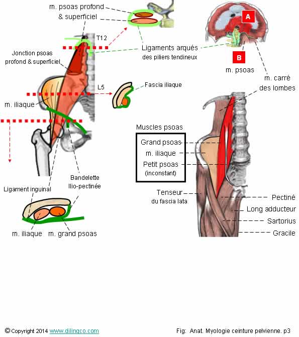 Muscle psoas iliaque   