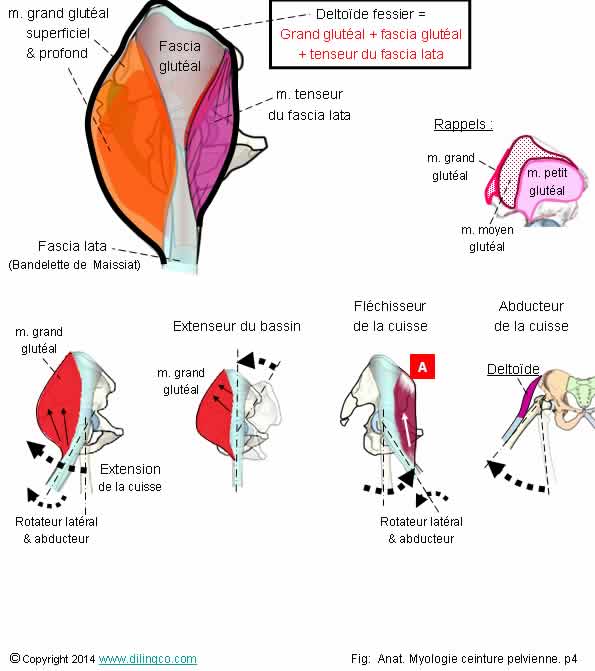 Deltode fessier tenseur fascia lata   