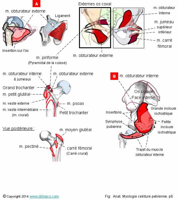  muscles pelvi-trochantriens  