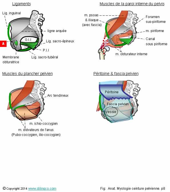  Muscles ligament inguinal  fascia pelvien  