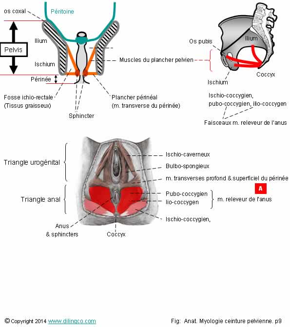 Muscles du plancher pelvien 