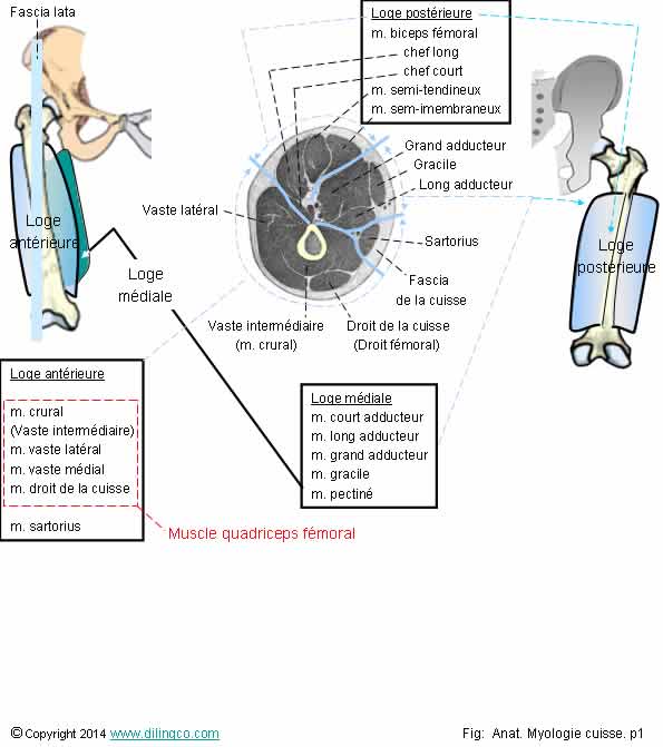 Loges musculaires cuisse   