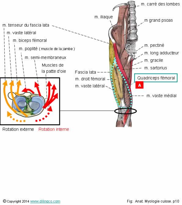 Muscles rotateurs du genou   