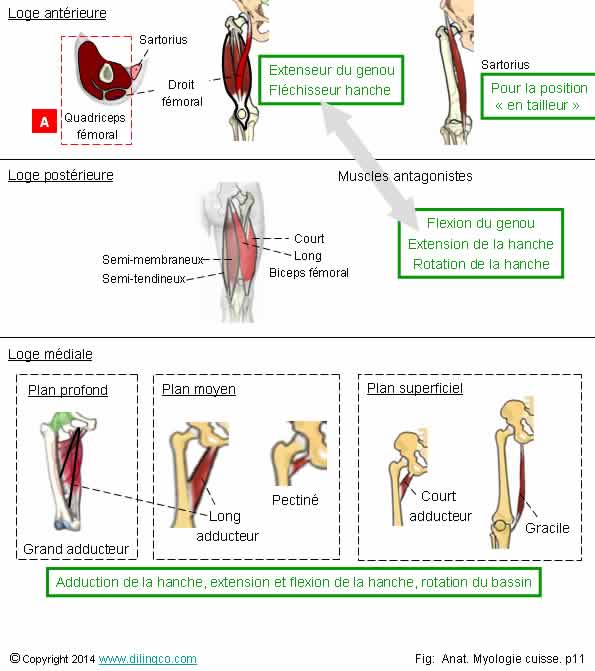 Quadriceps biceps fmoral     