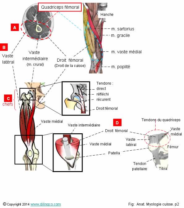  quadriceps fmoral  