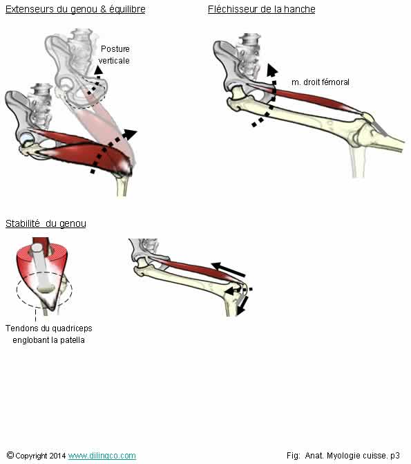  Rles quadriceps fmoral  