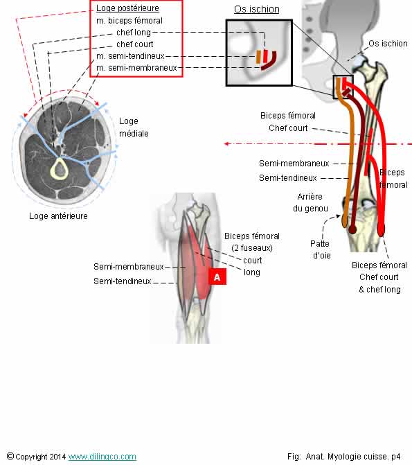  muscles ischio-jambiers  