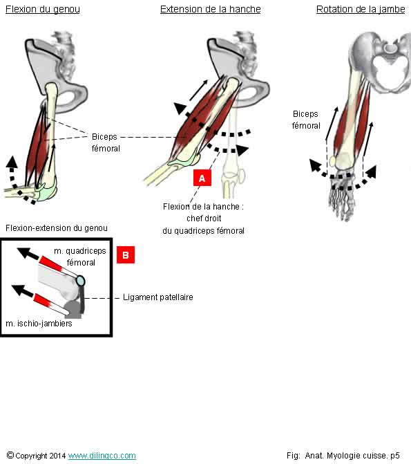  Rles muscles ischio-jambiers  