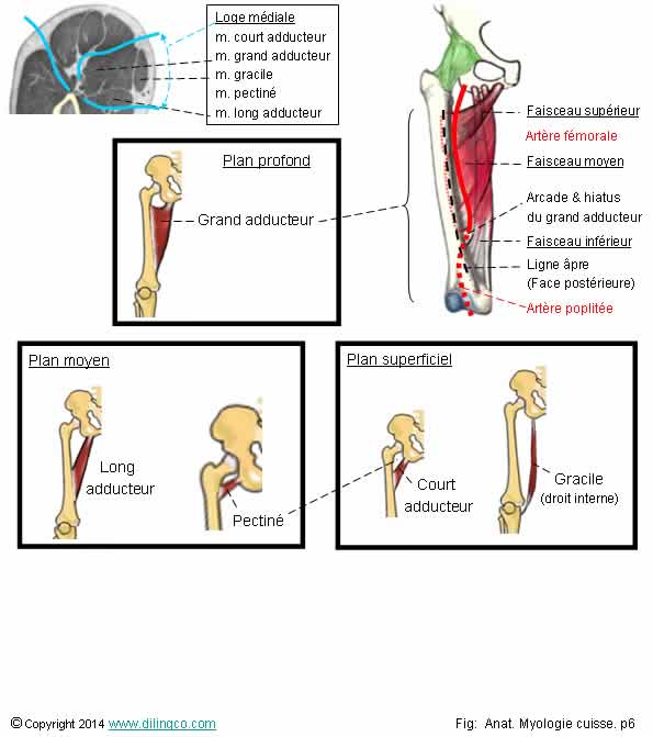 Muscles adducteurs cuisse   