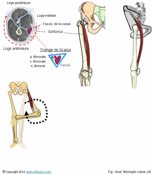  Muscle sartorius  