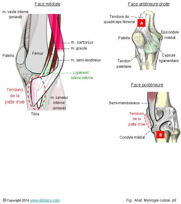  tendons du genous patte d'oie  