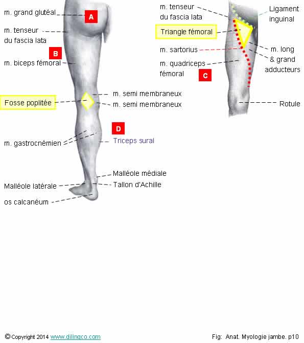 Morphologie jambe triangle fmoral fosse poplite  