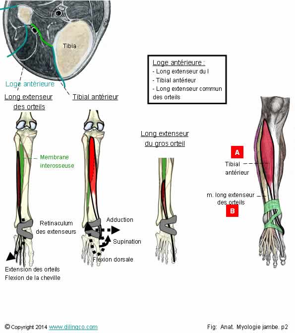 Muscles loge  antrieure jambe  