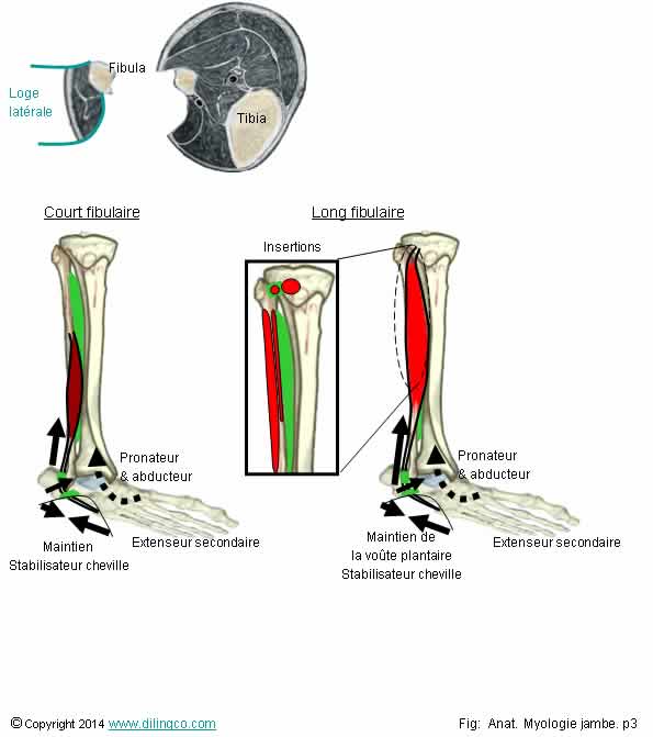Muscles loge latrale jambe   