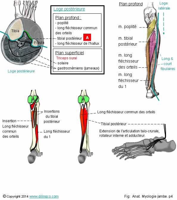  Loge postrieure plan profond jambe  