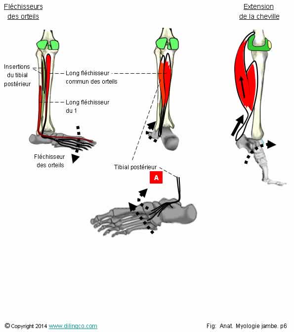 Rles muscles postrieurs jambe   