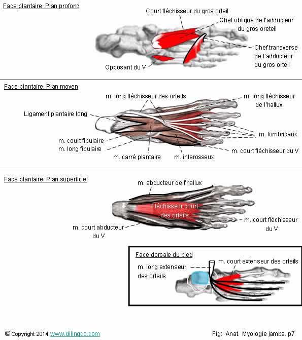 Muscles intrinsques du pied  