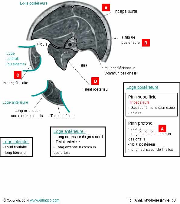 Muscles de la jambe triceps sural long fibulaire tibial   