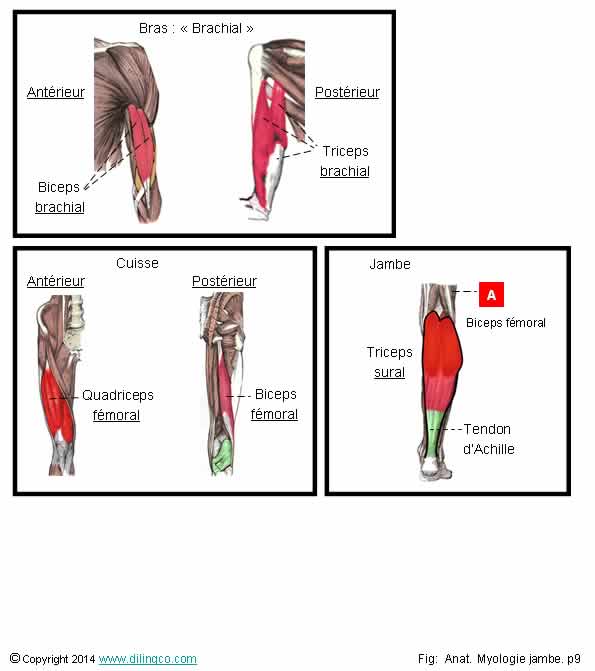  biceps triceps quadriceps  