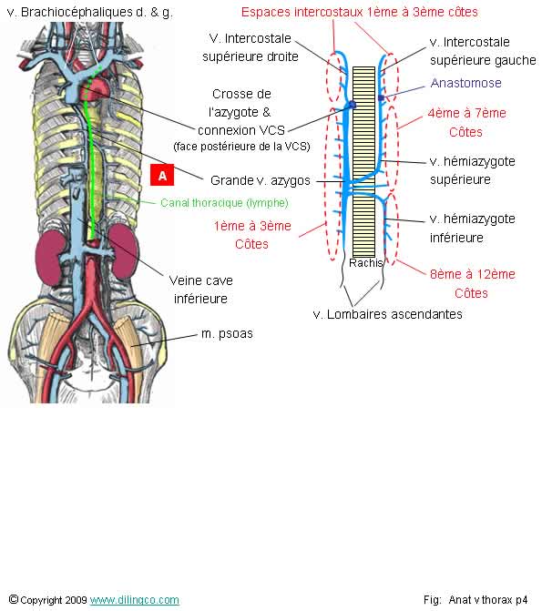 Veine Azygos; azygos veins; vein, azygos; veins, azygos