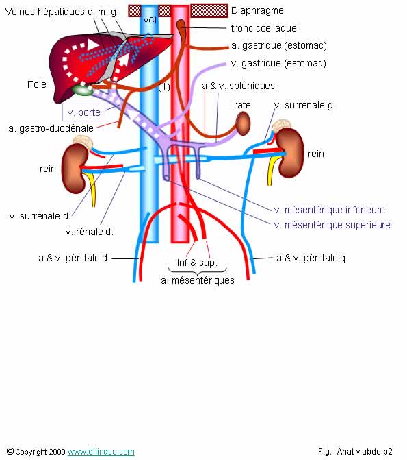 Schema artere renale