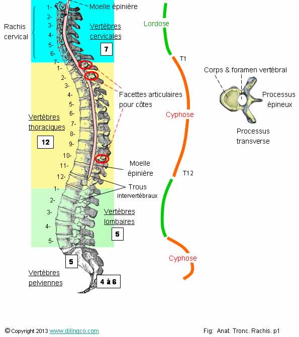 Colonne vertbrale 