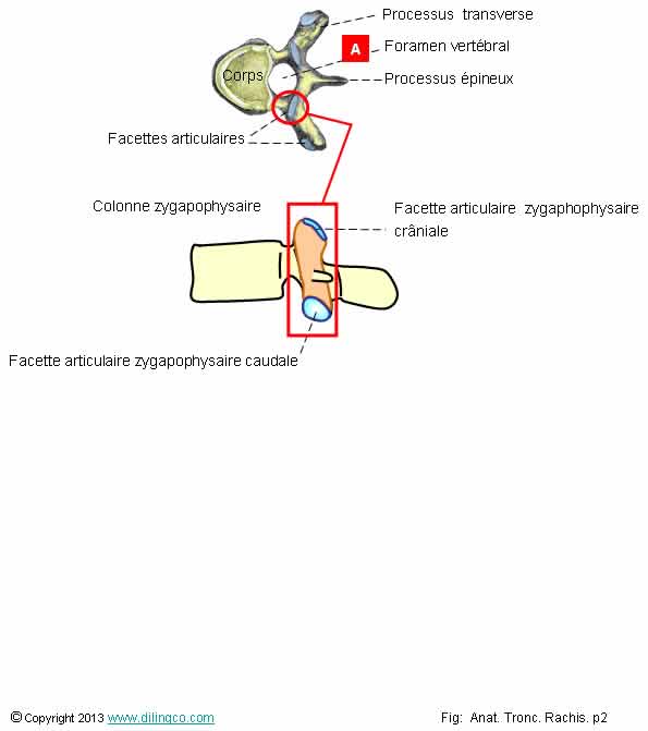  Vrtbre type facette