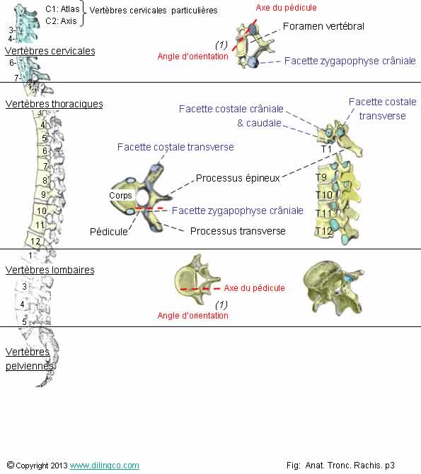  Forme vertbres cervicales thoracique  lombaires  