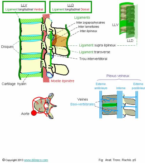  Disque et ligament LLD LLV   