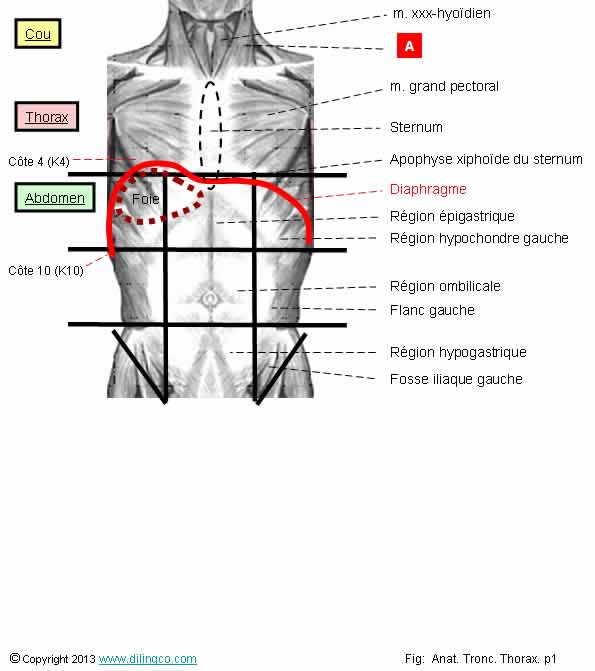  Position thorax  