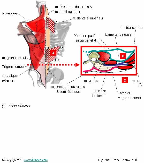 Muscles du dos 