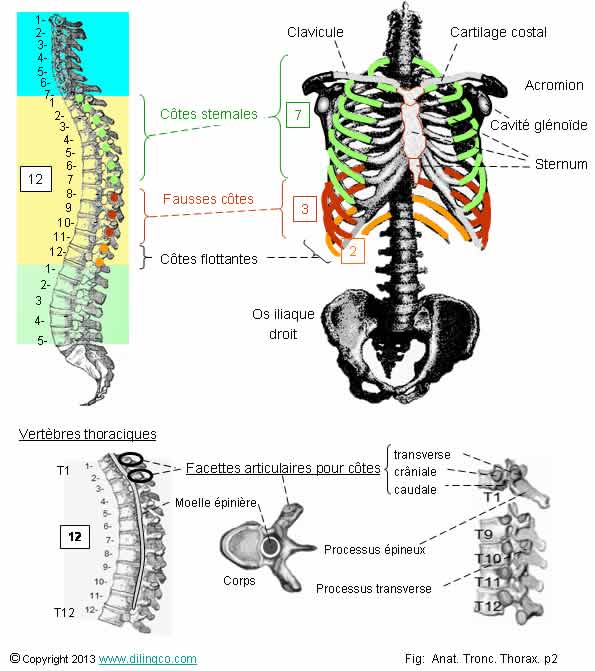 cage thoracique ctes sternum 